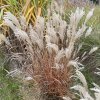 Miscanthus sinensis 'Kleine Fontaine' - ozdobnice, čínský rákos