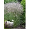 Miscanthus sinensis 'Kleine Fontaine' - ozdobnice, čínský rákos
