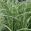 Miscanthus sinensis 'Little Zebra' - ozdobnice, čínský rákos