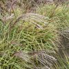 Miscanthus sinensis 'Little Zebra' - ozdobnice, čínský rákos