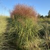 Miscanthus sinensis 'Rot Silber' - ozdobnice, čínský rákos