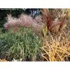 Miscanthus sinensis 'Rot Silber' - ozdobnice, čínský rákos