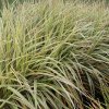 Miscanthus sinensis 'Silver Arrow' - ozdobnice, čínský rákos