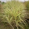 Miscanthus sinensis 'Silver Arrow' - ozdobnice, čínský rákos