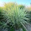 Miscanthus sinensis 'Silver Arrow' - ozdobnice, čínský rákos