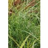 Miscanthus sinensis 'Strictus Dwarf' - ozdobnice, čínský rákos