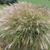 Miscanthus sinensis 'Yakushima Dwarf' - ozdobnice, čínský rákos