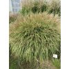 Miscanthus sinensis 'Yakushima Dwarf' - ozdobnice, čínský rákos
