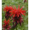 Monarda didyma 'Fireball' - zavinutka