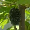 Morus alba 'Milanówek' - moruše bílá