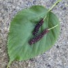 Morus 'Giant Fruit' - moruše
