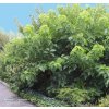 Morus latifolia 'Spirata' - moruše
