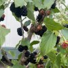 Morus rotundifolia 'Mojo Berry' - moruše