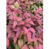 Nandina domestica 'Blush Pink' - nandina
