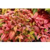 Nandina domestica 'Blush Pink' - nandina