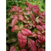 Nandina domestica 'Firepower' - nandina