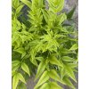 Nandina domestica 'Lemon Lime' - nandina