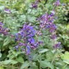 Nepeta racemosa 'Felix' - šanta hroznovitá