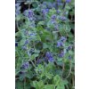 Nepeta x faassenii 'Six Hill's Giant' - šanta kočičí