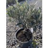 Olea europaea - olivovník