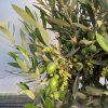 Olea europaea kmínek - olivovník