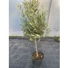 Olea europaea kmínek - olivovník