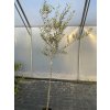 Olea europaea kmínek - olivovník