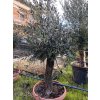 Olea europaea kmínek - olivovník
