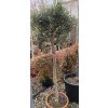 Olea europaea kmínek - olivovník