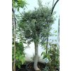 Olea europaea kmínek - olivovník