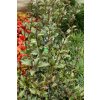 Osmanthus heterophyllus 'Purpureus' - vonokvětka různolistá