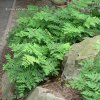 Osmunda regalis - podezřeň královská