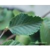 Ostrya carpinifolia - habrovec habrolistý