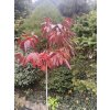 Oxydendrum arboreum - kysloun stromový