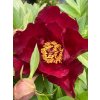 PAEONIA (Itoh) 'Scarlet Heaven' - pivoňka