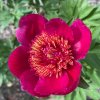 Paeonia 'Anemoniflora' - pivoňka