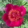 Paeonia officinalis 'Anemoniflora' - pivoňka