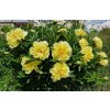 Paeonia Itoh 'Bartzella' - pivoňka