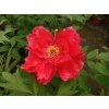 Paeonia suffruticosa 'Asahiminato' - pivoňka keřovitá / dřevitá
