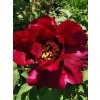 Paeonia suffruticosa 'Gypsy princess' - pivoňka keřovitá / dřevitá