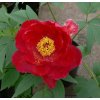 Paeonia suffruticosa 'Nichigetun Nishi' - pivoňka keřovitá / dřevitá