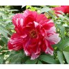 Paeonia suffruticosa 'Shima Nishi' - pivoňka keřovitá / dřevitá