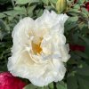 Paeonia suffruticosa 'Tamasudare' - pivoňka keřovitá / dřevitá