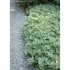 Pachysandra terminalis 'Variegata' - tlustonitník