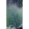 Panicum virgatum 'Prairie Sky' - okrasné proso