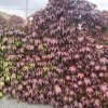 Parthenocissus tricuspidata 'Veitchii' - přísavník trojcípý