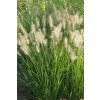 Pennisetum alopecuroides 'Hameln' - dochan psárkovitý