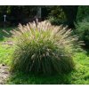 Pennisetum alopecuroides 'Lady U' - dochan / vousatec psárkovitý