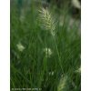 Pennisetum alopecuroides 'Little Bunny' - dochan psárkovitý/ vousatec