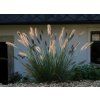 Pennisetum alopecuroides 'Magic' - dochan